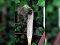 Nilambur Cobra Lily